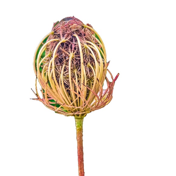 Artist prints Diana Cline - Picture 13 of 16